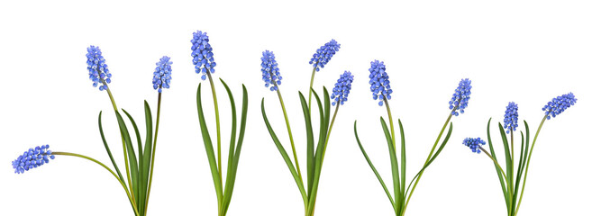 A set of variety of blue muscari flowers with a stem isolatd cutout on transparent