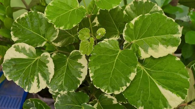 Fresh green leaves of Polyscias Balfouriana or Variegalated Balfour Aralia (Polyscias Balfouriana) are growing in the tropical garden