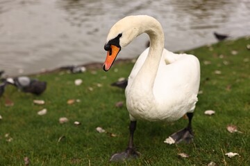 Beautiful white swan on green grass outdoors