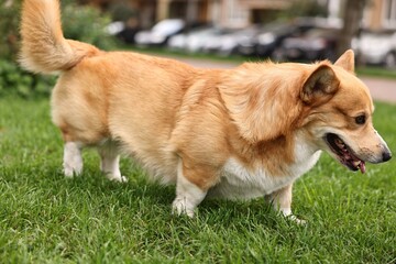 Pembroke Welsh Corgi on green grass in park