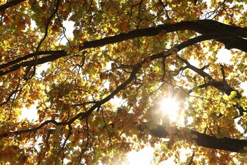 Sun shining through tree branches with colorful leaves outdoors, low angle view
