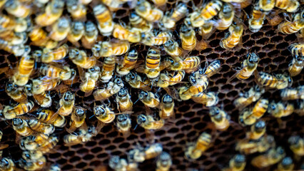A group of honey bees in their hive. They work to collect nectar as food reserves.