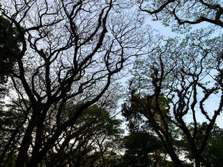 Silhouetted Tree Branches against a Blue Sky