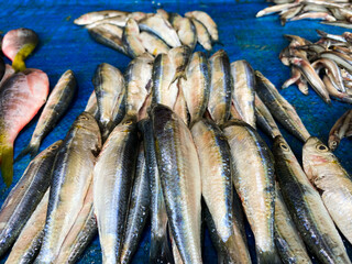 Freshly Caught Silver Fish on a Blue Surface
