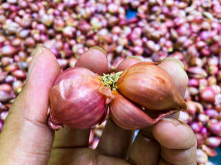 Close-up of a Hand Holding Two Red Shallots with a Background of Many Shallots