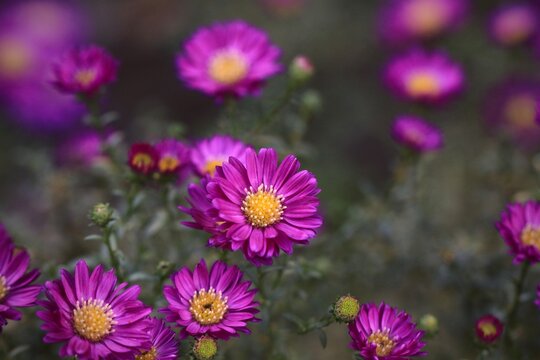 Kwitnące fioletowe kwiatki - jesienne astry