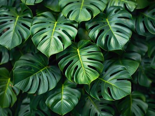 Fototapeta premium A close-up of lush green Monstera leaves with distinctive splits and holes.