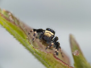 Fototapeta premium jumping spider on leaf