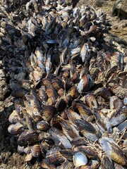 Mussels in a tide pool