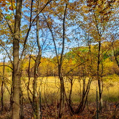 Obraz premium Dry Billibong in Autumn, The Wilma H. Schiermeier Olentangy River Wetland Research Park, Columbus, Ohio