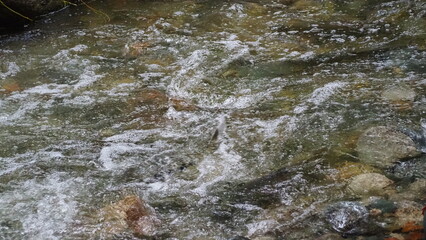 salmon return salmon migration salmon run