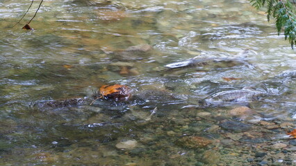 salmon return salmon migration salmon run