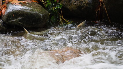 salmon return salmon migration salmon run