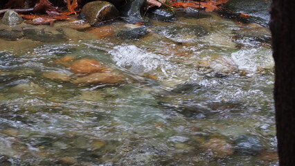 salmon return salmon migration salmon run