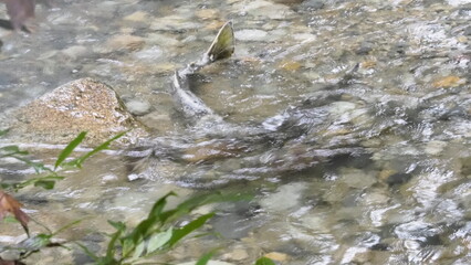 salmon return salmon migration salmon run