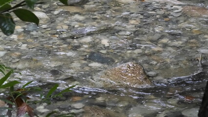 salmon return salmon migration salmon run