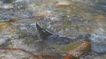 salmon return salmon migration salmon run