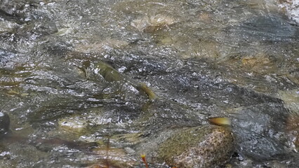 salmon return salmon migration salmon run