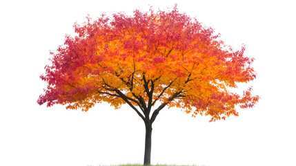 Fototapeta premium A maple tree with vibrant autumn-colored leaves