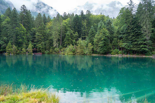 Tranquil Blausee lake surrounded by lush forest in Switzerland