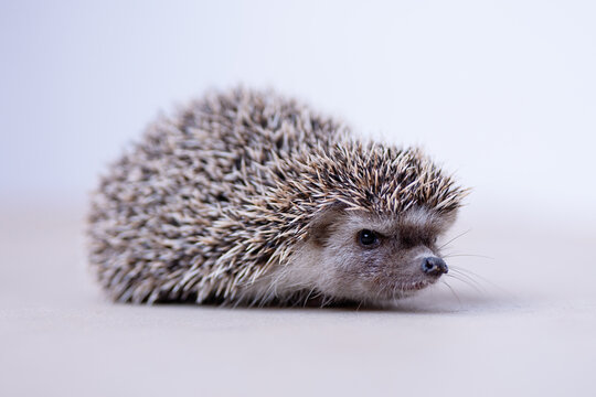 Close-up portrait of a small, inquisitive hedgehog