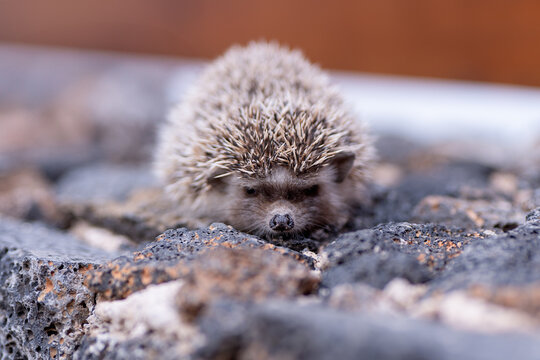 Curious hedgehog exploring rough terrain