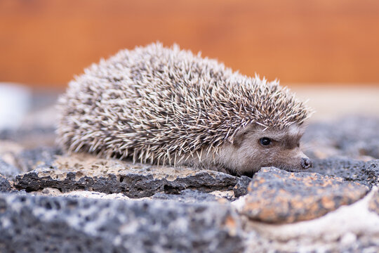 Hedgehog crossing rocky terrain at close range