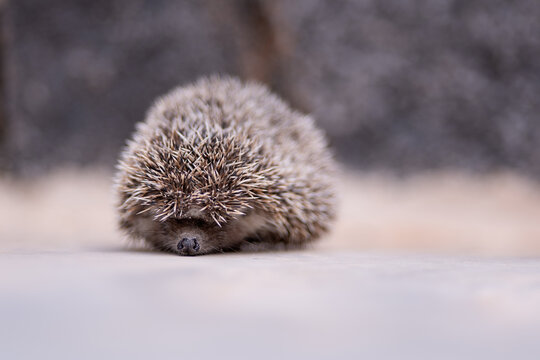 Close-up of a cute hedgehog on a gray background