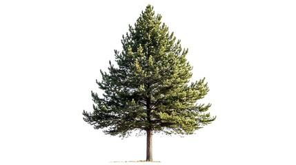 Fototapeta premium A full view of a pine tree, showcasing its symmetrical, triangular shape