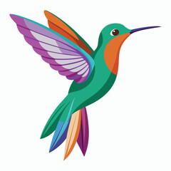 hummingbird vector illustration on white background
