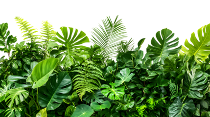 Lush green tropical plants bush (monstera, palm, rubber plant, pine, and fern), cut out