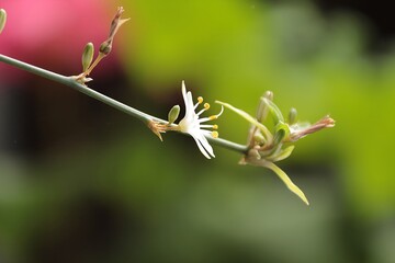 Spider Plant Flowering Stem with Buds and Blossoms