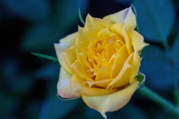 A yellow rose with water droplets on its petals blooms in the garden.