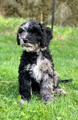 Fototapeta premium Cute dog