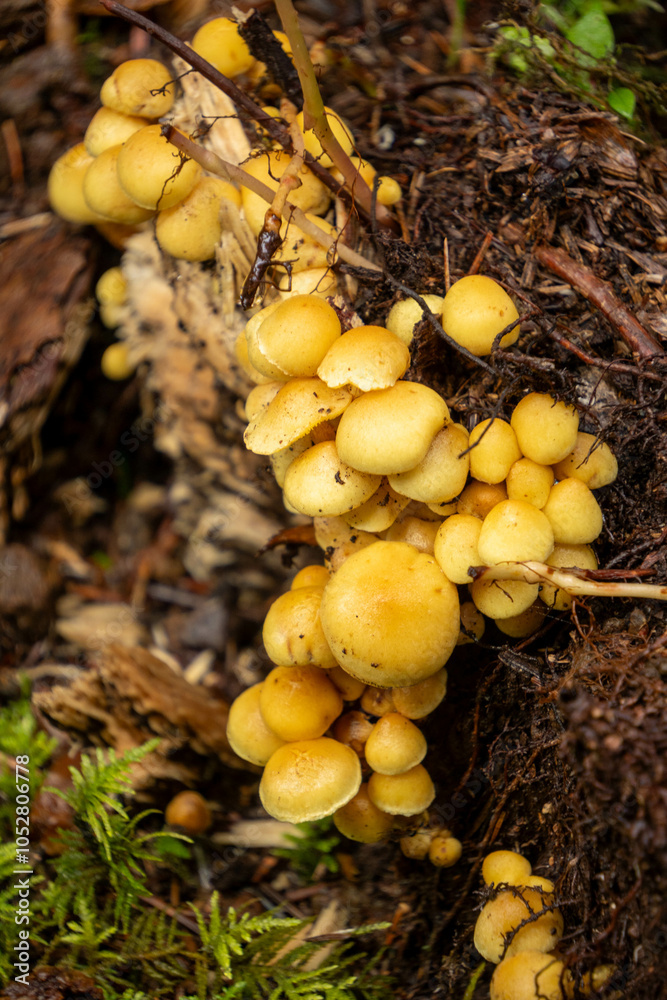 Wall mural mushrooms in the forest