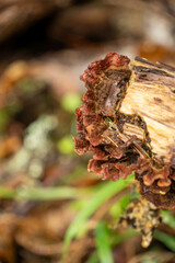 Mushrooms in the forest
