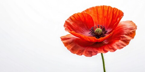 Fototapeta premium Panoramic image of vibrant red poppy flower on white background