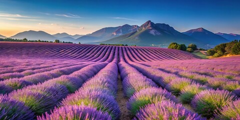 Naklejka premium Panoramic landscape of lavender fields in Provence mountains