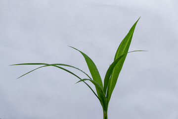Dew on leaves, Water drops on green foliage on white background