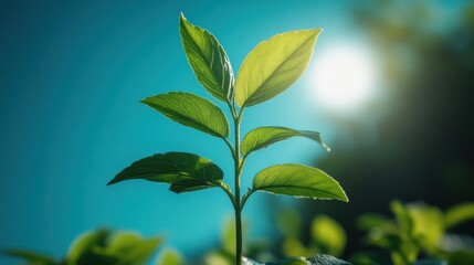 A young green plant basking in sunlight against a blue background.