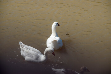 white geese swimming in the Parana river. Anser anser domesticus