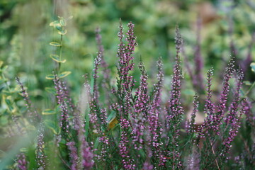 Blooming Heather in Vibrant Wild Meadow