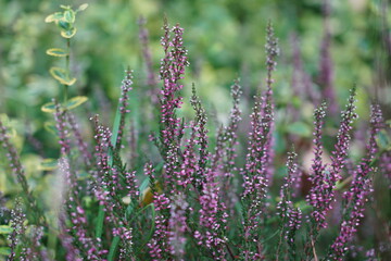 Blooming Heather in Vibrant Wild Meadow
