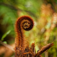 A new fern frond called a koru just starting to unfurl into a new leaf, New Zealand.