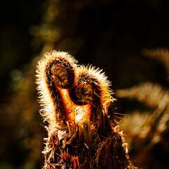 A pair of new fern fronds or koru, looking like a couple in love, New Zealand.