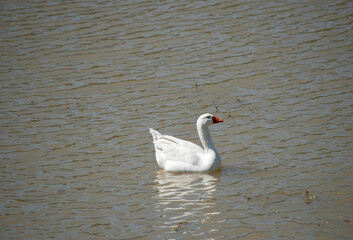 white geese swimming in the Parana river. Anser anser domesticus