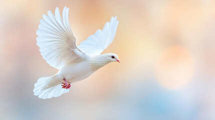 Fototapeta premium A stunning white dove takes flight, showcasing its elegance against a beautifully blurred backdrop.
