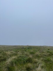 Obraz premium green field on a foggy day