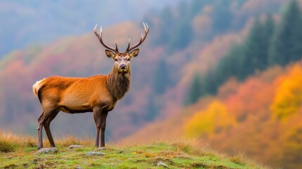 A serene deer gazes calmly from a grassy hill, blending with the nature around it in a soft, blurred scene.