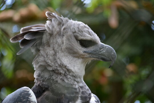 Harpy Eagle, &Aacute;guila Arp&iacute;a, Summit, Panama